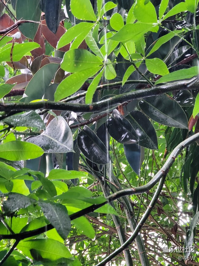 【會說話的照片】嘩啦啦的雨聲