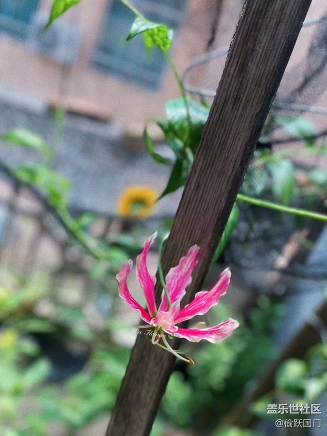 #我喜歡的攝影模式——拍拍花