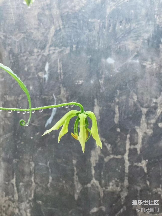 #我喜歡的攝影模式——拍拍花