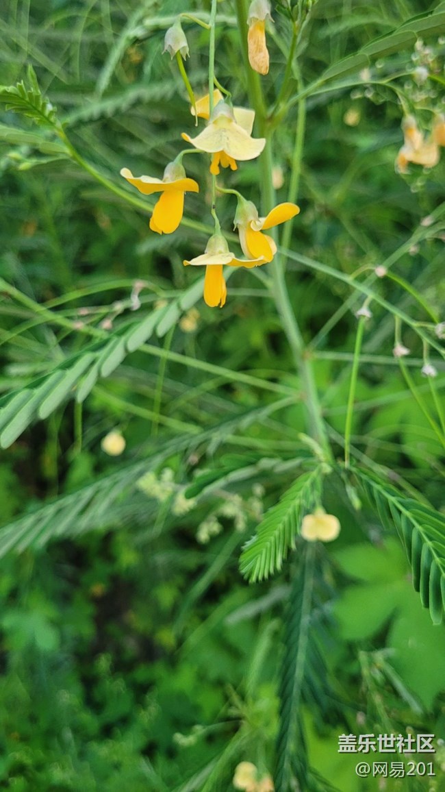 【那年初秋】綠草
