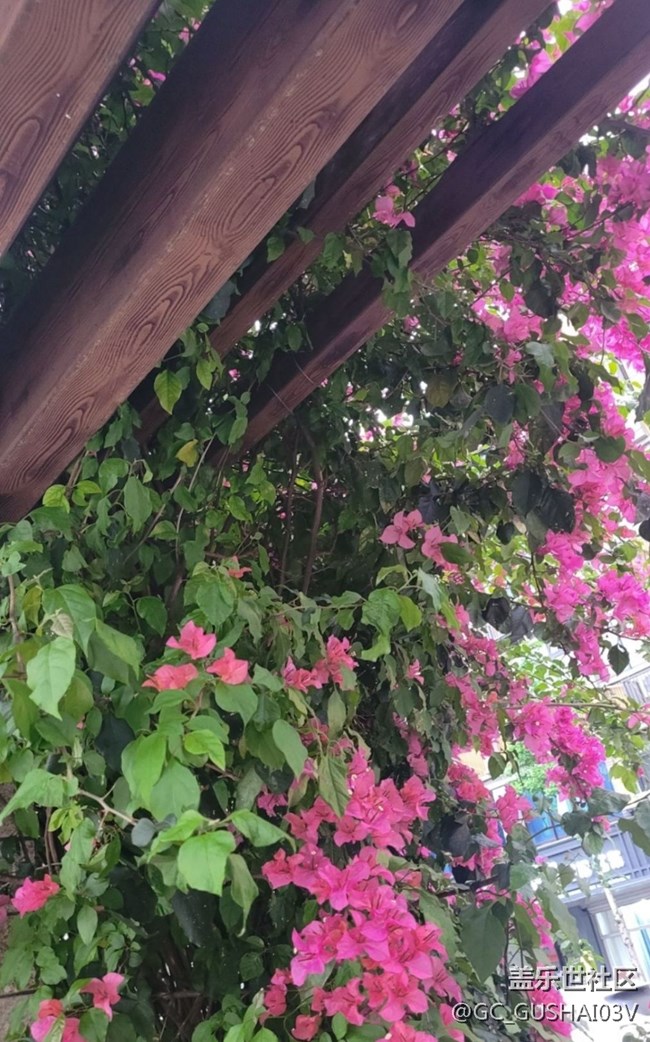 【那年初秋】花棚