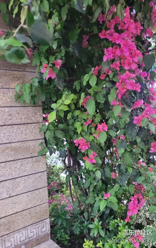 【那年初秋】花棚