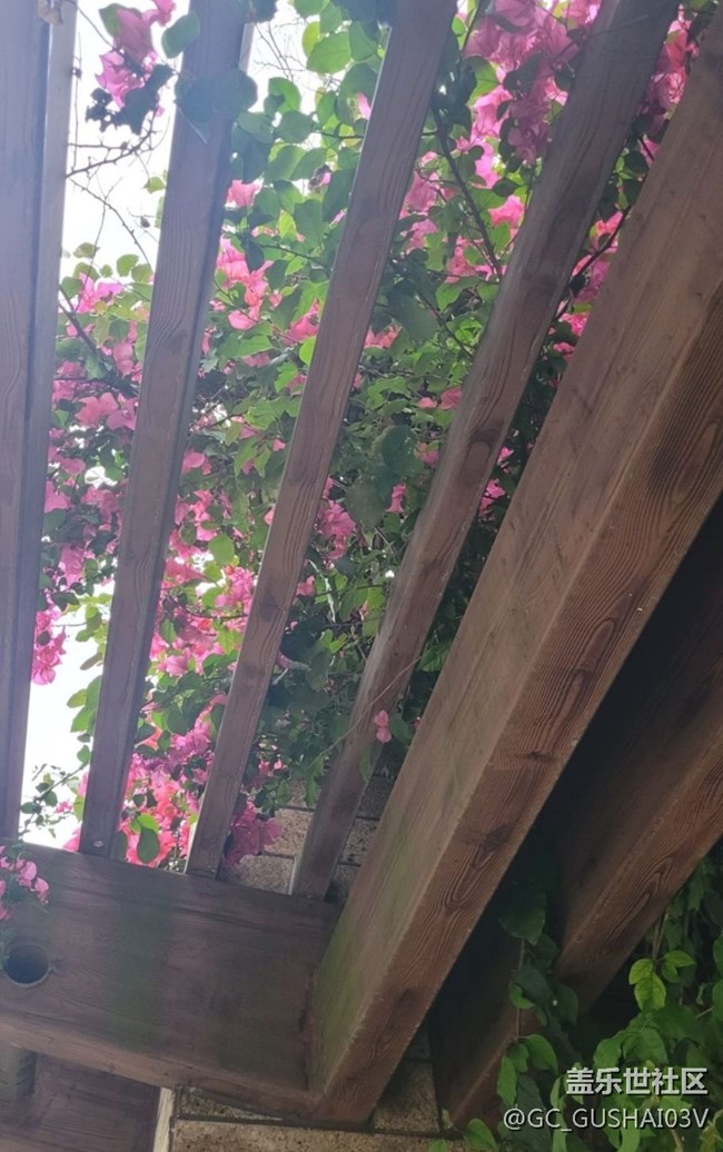 【那年初秋】花棚