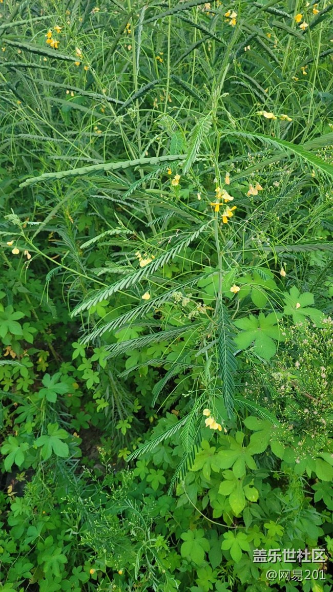【那年初秋】綠草