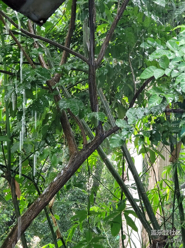 【會說話的照片】嘩啦啦的雨聲