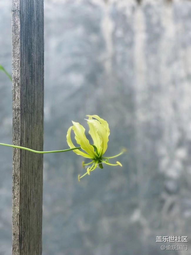 #我喜歡的攝影模式——拍拍花