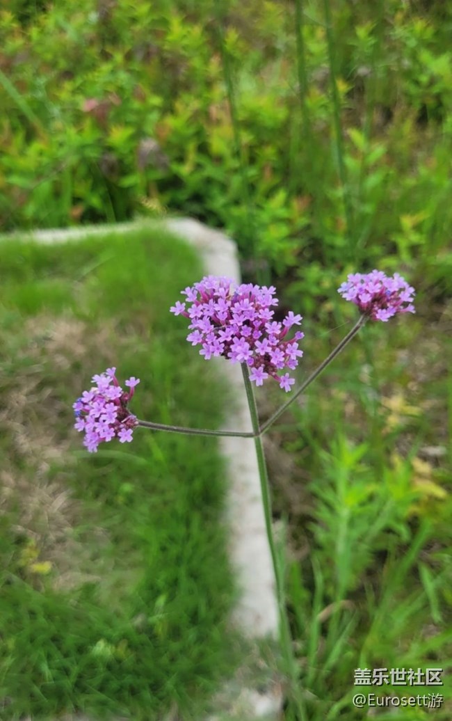 【那年初秋】小花園