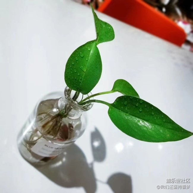 #我喜歡的攝影模式——近距離拍