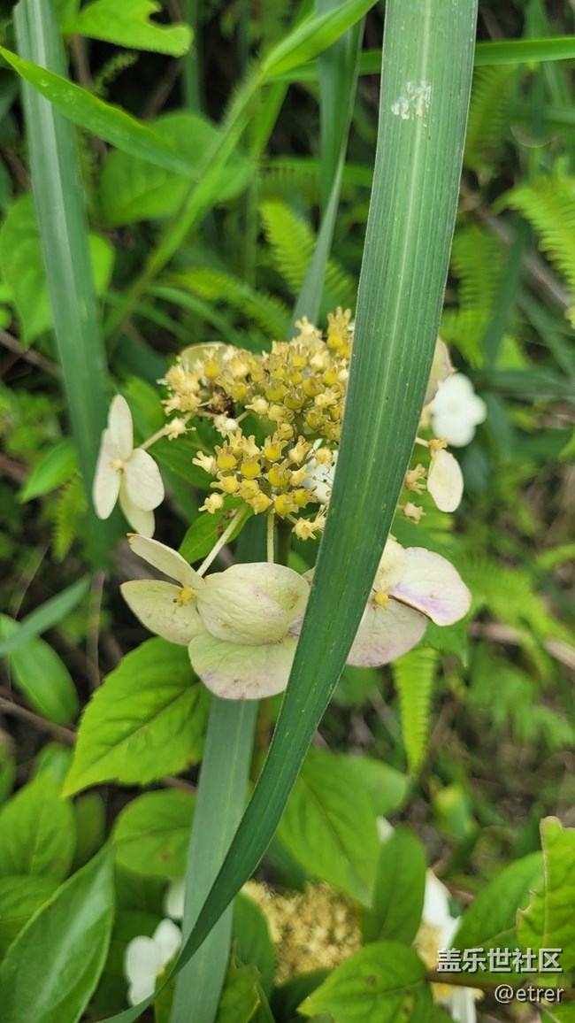 【那年初秋】野花