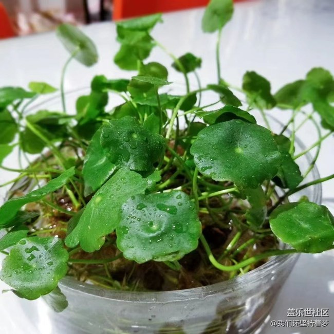 #我喜歡的攝影模式——近距離拍