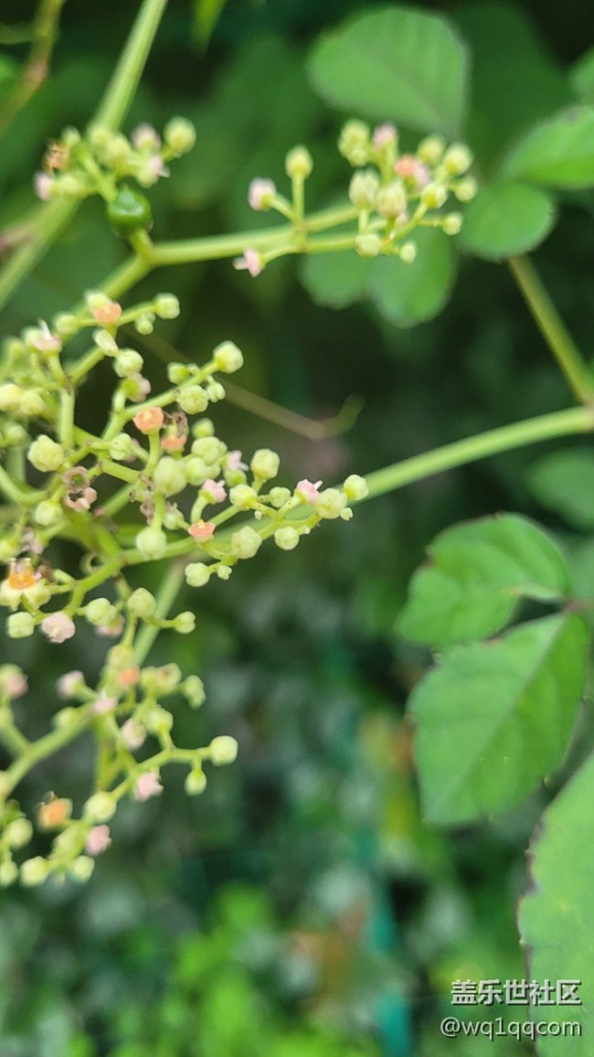 #我喜歡的攝影模式——微距拍攝