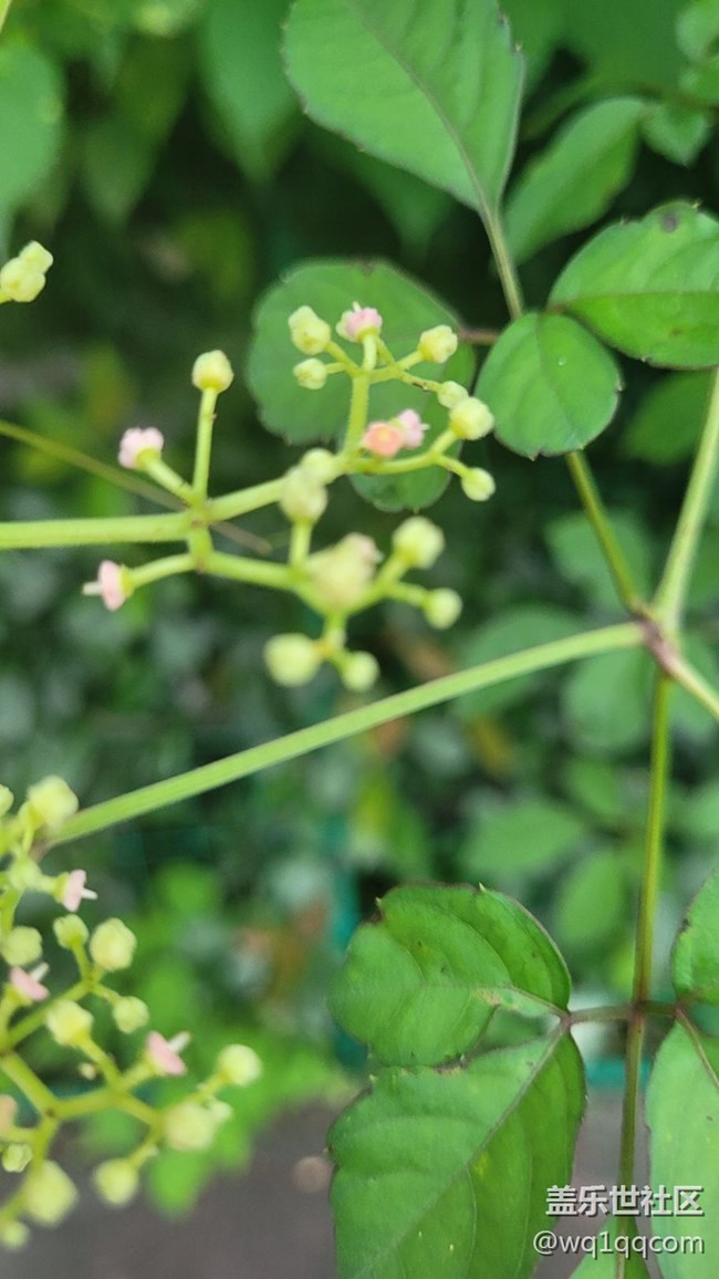 #我喜歡的攝影模式——微距拍攝