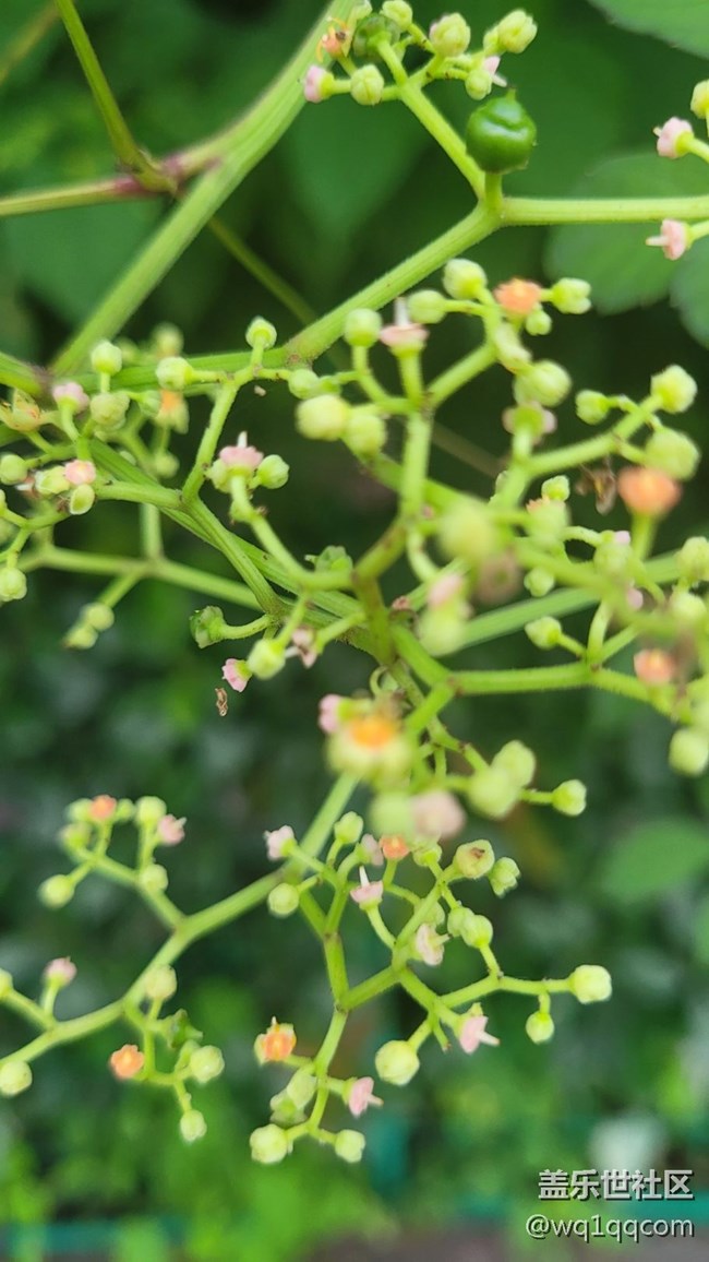 #我喜歡的攝影模式——微距拍攝