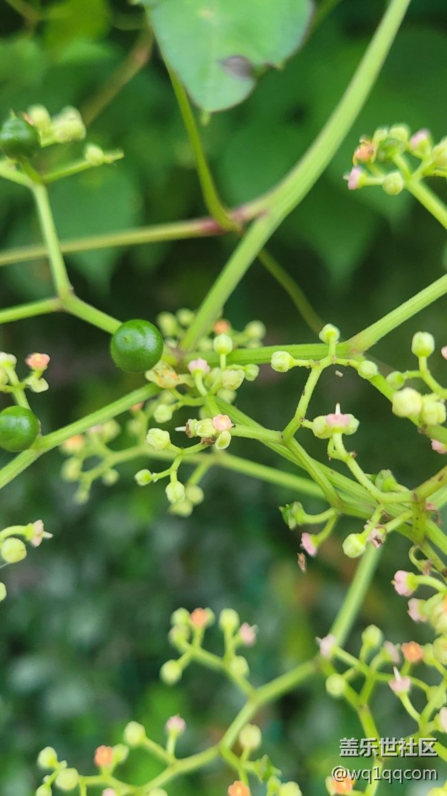 #我喜歡的攝影模式——微距拍攝