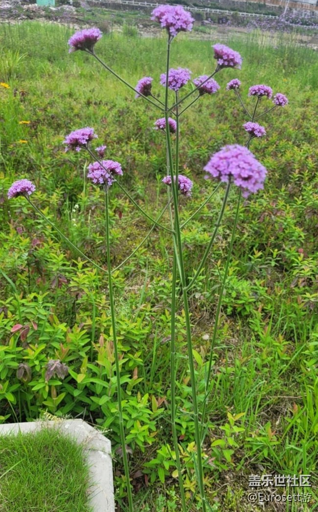 【那年初秋】小花園