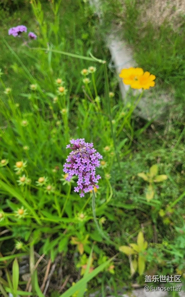 【那年初秋】小花園