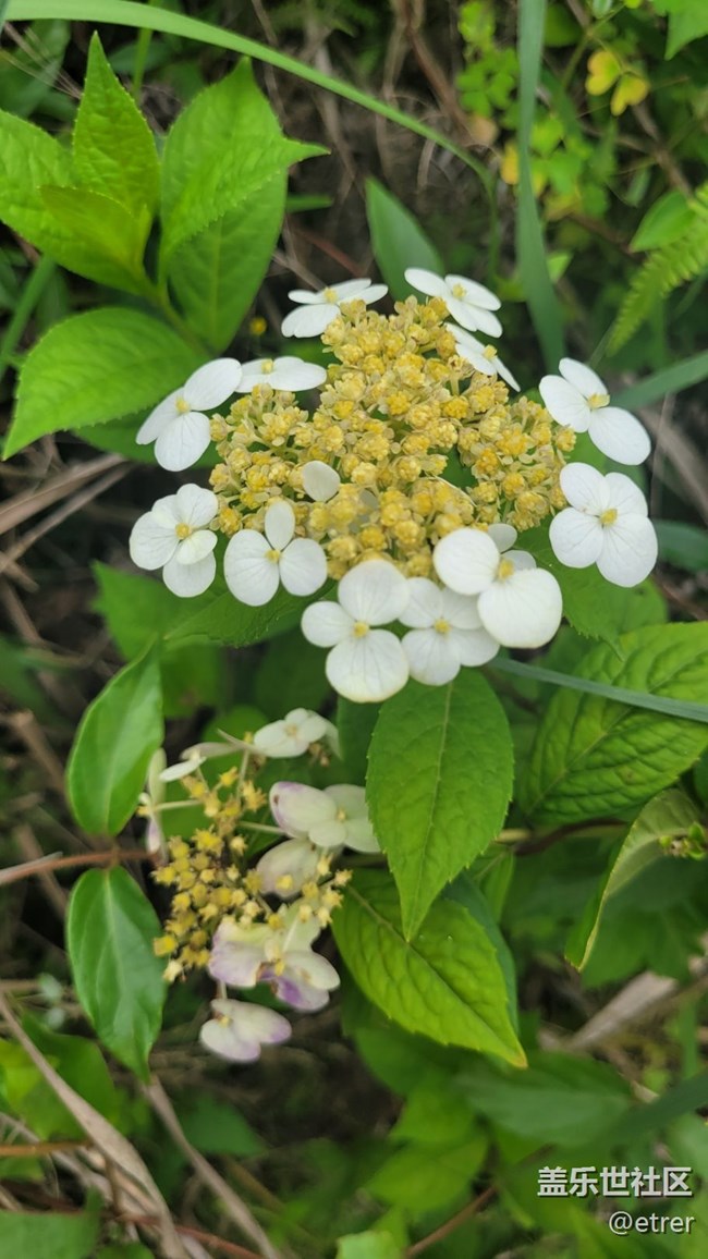 【那年初秋】野花