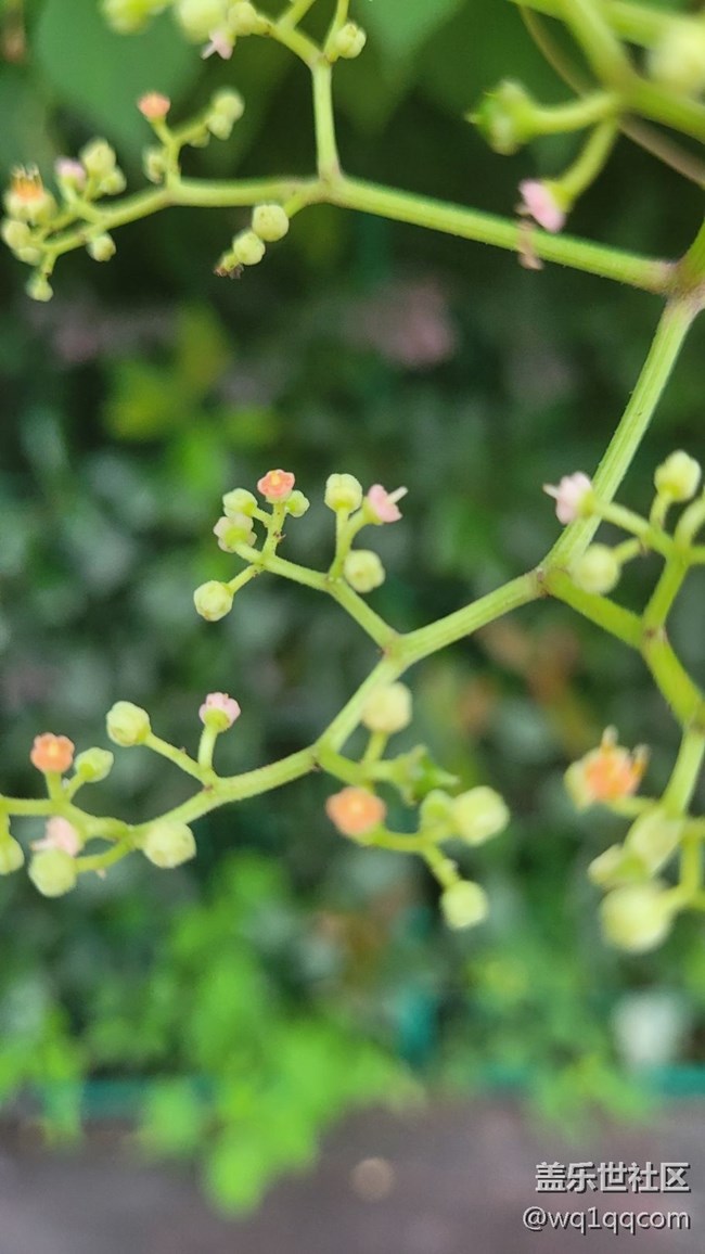 #我喜歡的攝影模式——微距拍攝