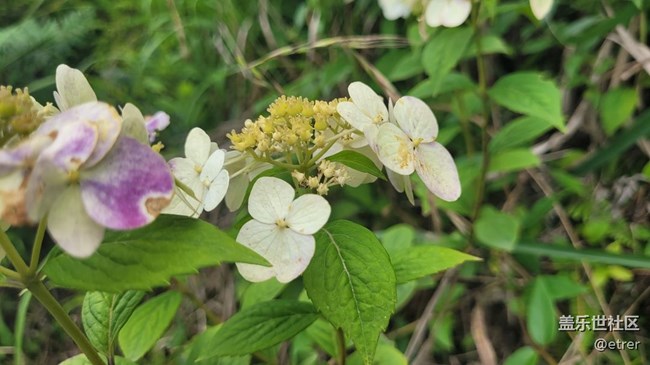【那年初秋】野花