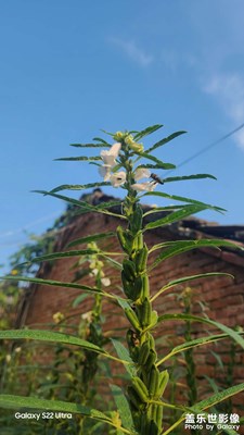 【最美初秋】+初秋小風景