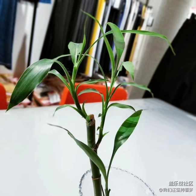 #我喜歡的攝影模式——近距離拍