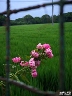 南青蕩一圈