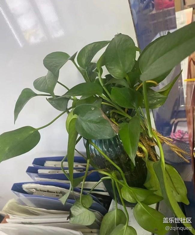 【那年初秋】綠植