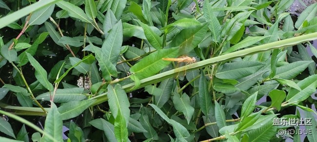 【那年初秋】蜻蜓