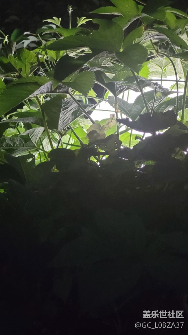 #我喜歡的攝影模式——夜拍模式