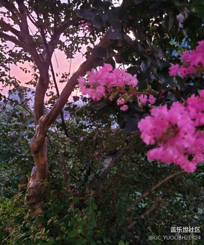 【那年初秋】花還開