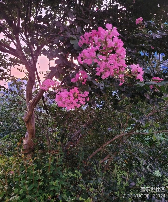 【那年初秋】花還開