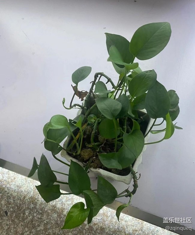 【那年初秋】綠植