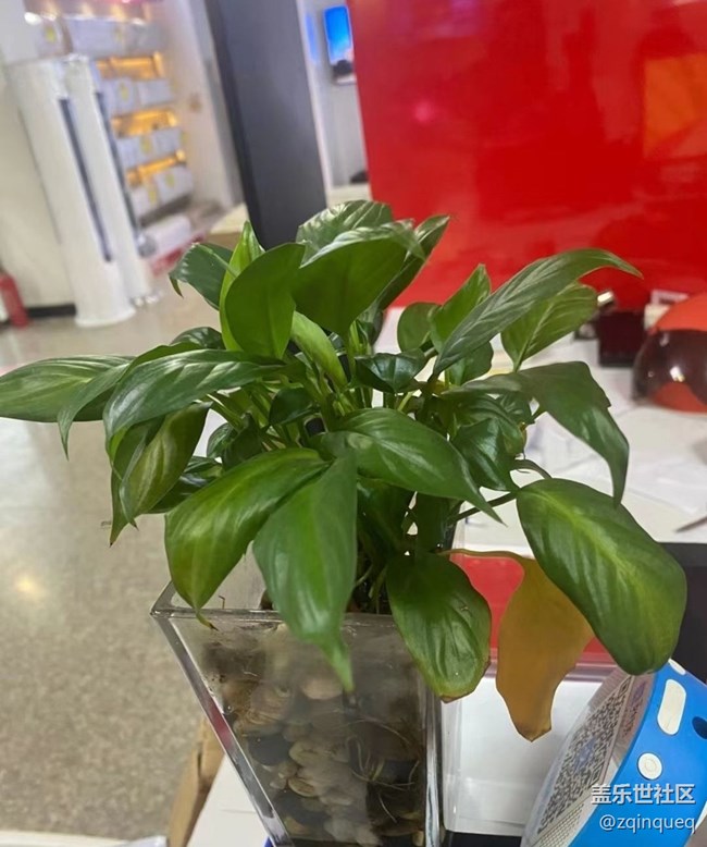 【那年初秋】綠植