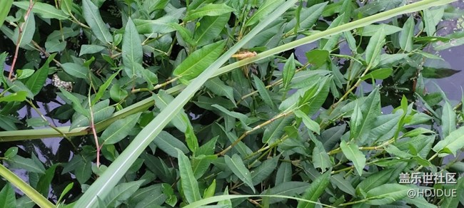 【那年初秋】蜻蜓