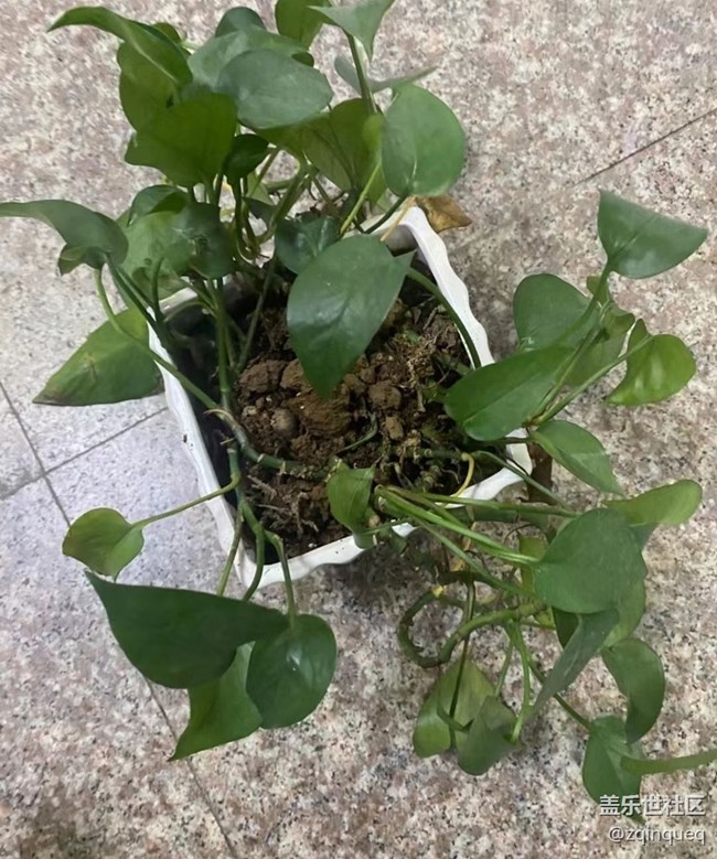 【那年初秋】綠植