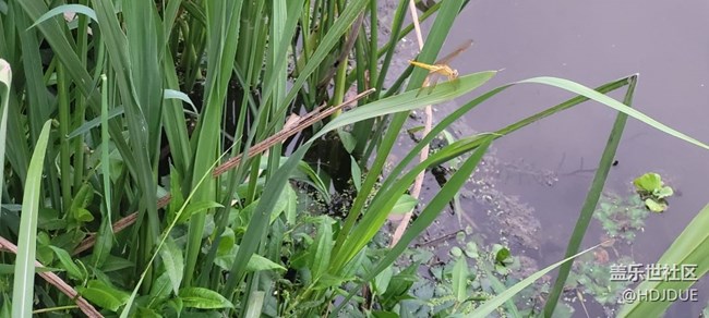 【那年初秋】蜻蜓