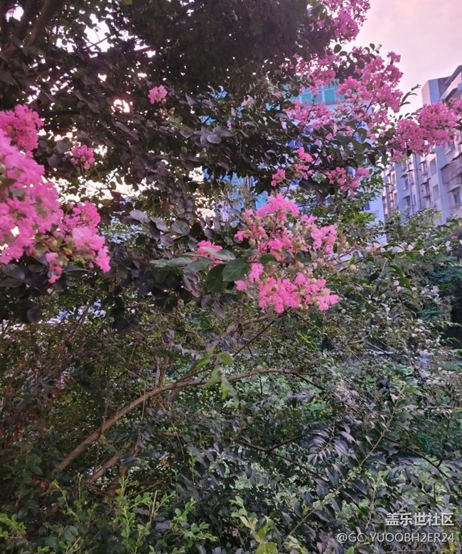 【那年初秋】花還開