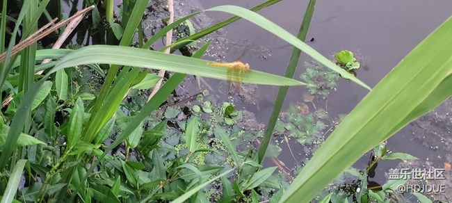 【那年初秋】蜻蜓