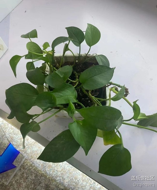 【那年初秋】綠植