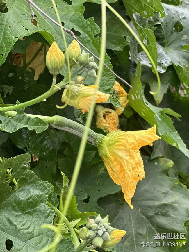 【捕捉夏日美好】勞動(dòng)光榮