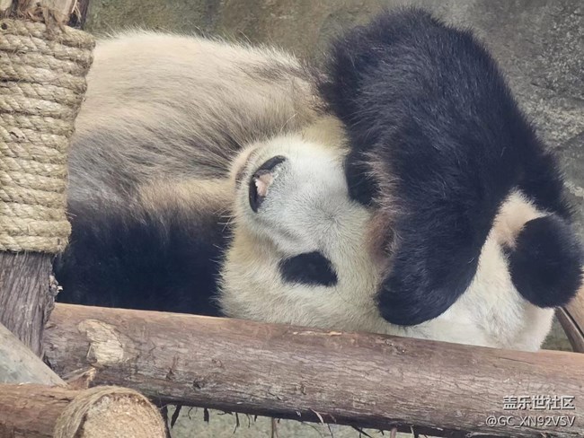 線下攝影活動(dòng)回顧貼 - 熊貓基地拍“大貓”