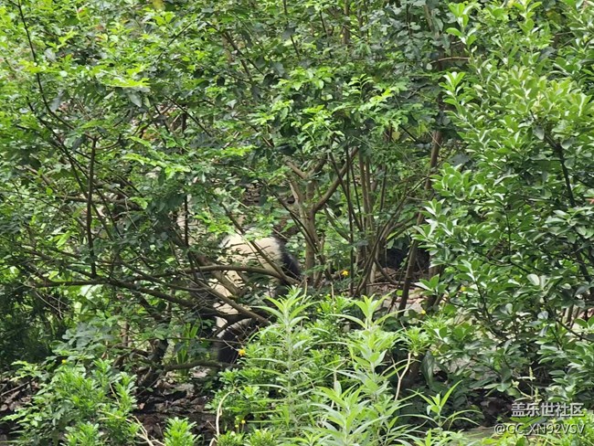 線下攝影活動(dòng)回顧貼 - 熊貓基地拍“大貓”