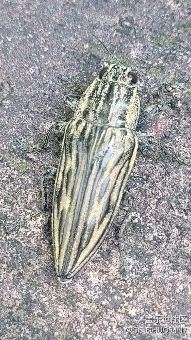 #我喜歡的攝影模式——微距拍攝