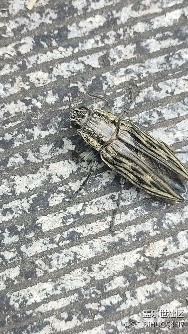 #我喜歡的攝影模式——微距拍攝