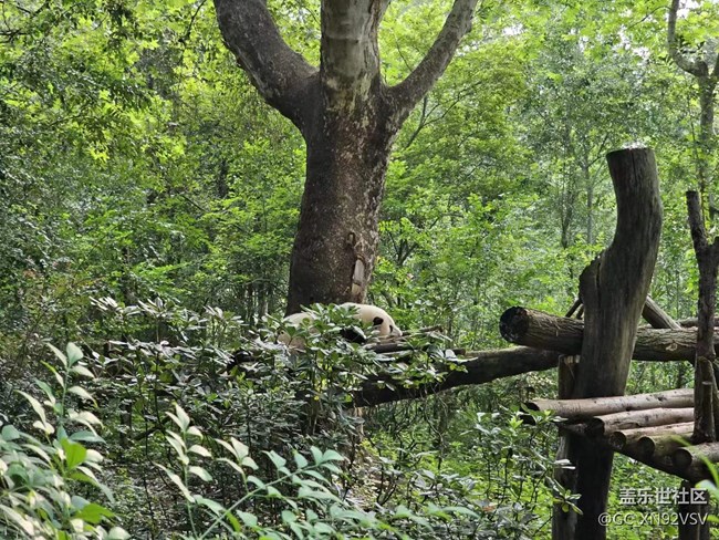 線下攝影活動(dòng)回顧貼 - 熊貓基地拍“大貓”