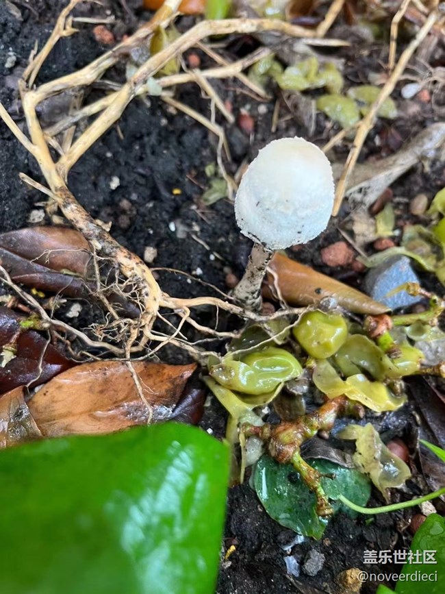 #我喜歡的攝影模式——隨手拍景物