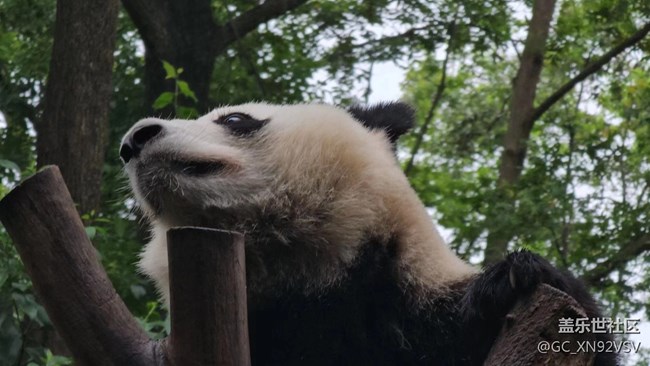 線下攝影活動(dòng)回顧貼 - 熊貓基地拍“大貓”