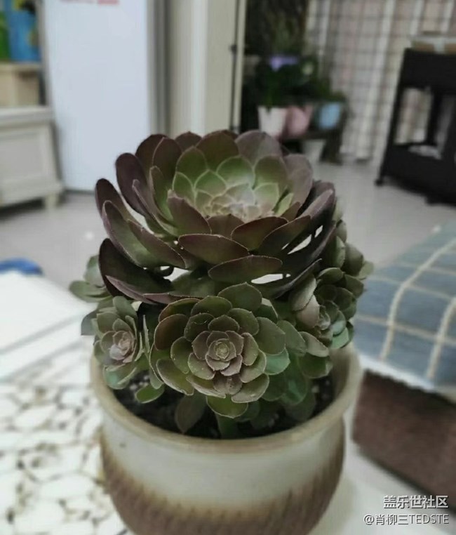 #我喜歡的攝影模式——近景