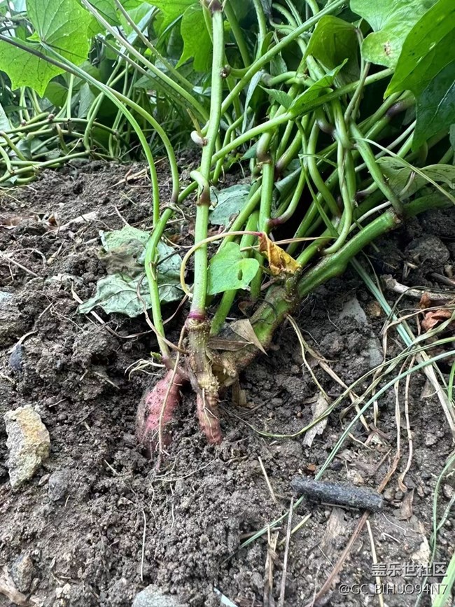 【捕捉夏日美好】勞動(dòng)光榮