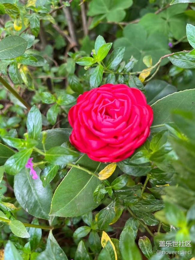 #我喜歡的攝影模式——隨手拍景物